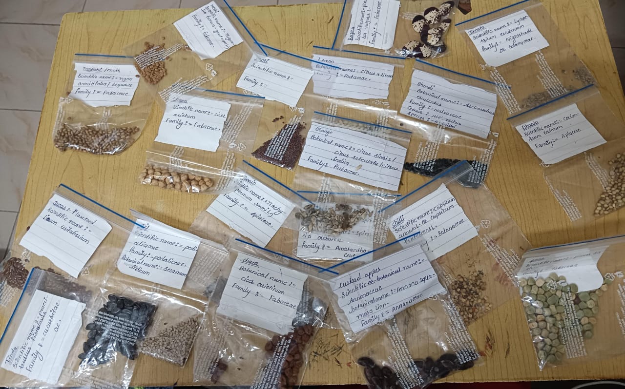Collected Seeds of Different Plants